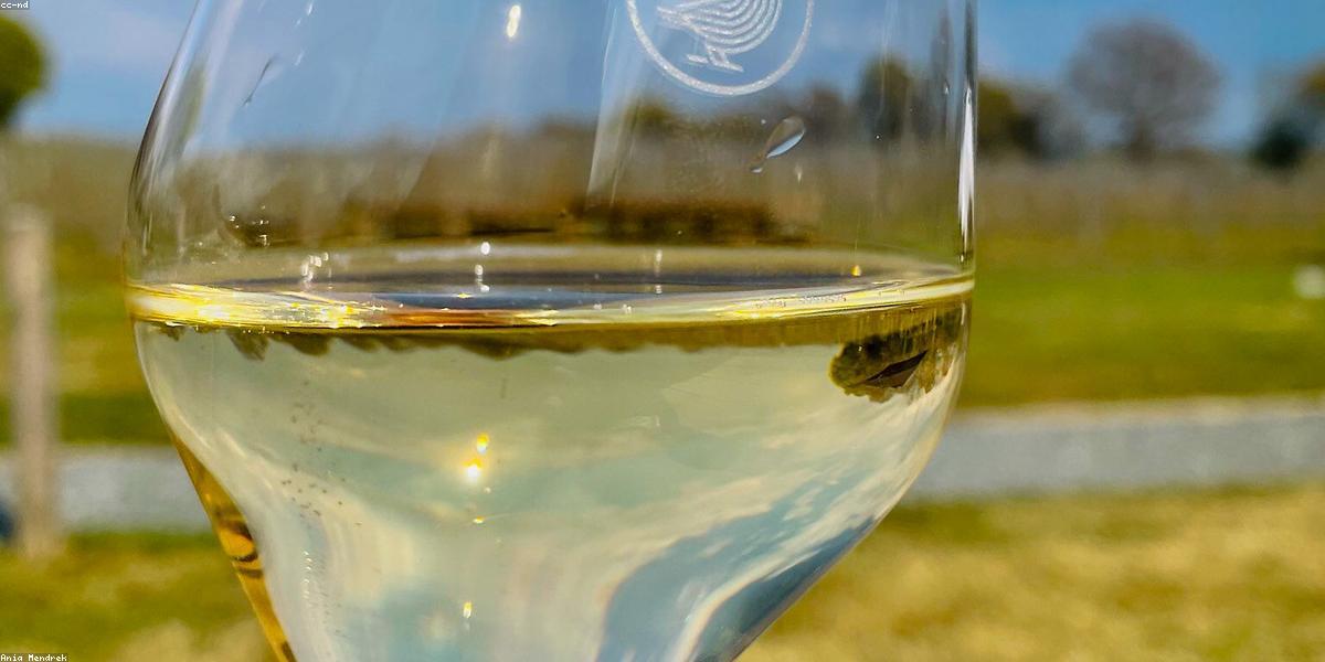 Tokaji szőlőskertek kerékpárral